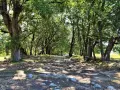 Sentiero lastricato tra alberi ombrosi, un'eco della via Flaminia.