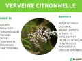 Verveine citronnelle, plante aux multiples bienfaits pour la santé, idéale en tisane. Apaise maux d'estomac, réduit stress.