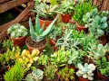 Variedad de plantas crasas en macetas, incluyendo aloe vera y suculentas de diversas formas y colores, dispuestas sobre césped artificial.