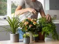 Persona rocía agua sobre plantas para la cocina, incluyendo un helecho frondoso y flores rosadas.