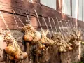 Zwiebeln ernten: Bündel von Zwiebeln mit Wurzeln und getrockneten Blättern hängen an einer Holzwand.