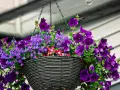 Üppige, violette Blumen im Juni, die aus einem hängenden Korb quellen. Ein Fest für die Augen!