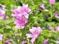 Zarte, pinke Blüten der **wilden Malve** mit dunkleren Streifen entfalten sich im satten Grün.