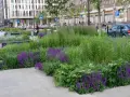Piękne, fioletowe kwiaty na rabaty tworzą barwny dywan wśród zieleni. Miejska przestrzeń ożywa dzięki nim.