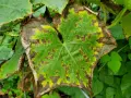 Blatt mit braunen Flecken und gelben Rändern, deutet auf Kaliummangel hin.