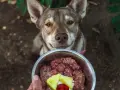 Chien regardant un bol de nourriture crue. Avis vétérinaire sur le barf chien : une alimentation saine.