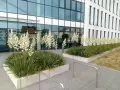 Juka karolińska uprawa przed nowoczesnym budynkiem. Białe kwiaty na tle zieleni i szkła.