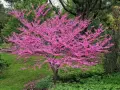 Magnifique arbre de Judée en pleine floraison, ses branches chargées de fleurs roses éclatantes se dressent fièrement dans un jardin verdoyant.