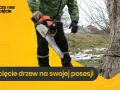 Czy na wycięcie drzewa trzeba mieć pozwolenie? Sprawdź, by uniknąć kary