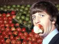 Ringo Starr, perkusista The Beatles, gryzie jabłko na tle stosów czerwonych i zielonych owoców.