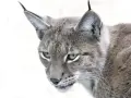 Portrait d'un lynx au pelage gris tacheté, ses yeux perçants fixent l'objectif. La taille de ce félin sauvage est impressionnante.