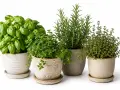 Aromatic zioła w kuchni: bazylia, tymianek, rozmaryn i oregano w ozdobnych doniczkach.
