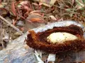 Larva de gusano cabezudo en su capullo de tierra. Aprende cómo eliminar el gusano cabezudo para proteger tus plantas.