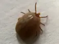 Garrapata solitaria, un recordatorio de las plagas de garrapatas que pueden afectar a mascotas y humanos.