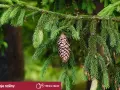 Gałąź świerku z szyszkami. Dowiedz się, kiedy przycinać świerki, by rosły zdrowe i piękne.