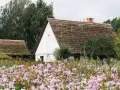 Skansen kujawsko pomorski: białe chaty z krytymi strzechą dachami, otoczone kwitnącym ogrodem.