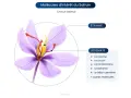 Fleur de safran (Crocus sativus) montrant ses stigmates et étamines, sources de molécules aux nombreux safran bienfaits.