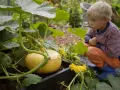 Pojke i orange byxor och randig tröja inspekterar en gul pumpa i en pumpaodling.