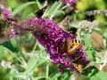 Fjärilar besöker en lila syrenhortensia, en invasiv buddleja.