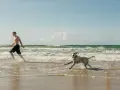 En man och hans hund njuter av en hund resa till Danmark vid havet. De springer glatt i vattnet på en sandstrand.