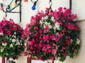 Bunte Begonien schmücken den Balkon. Hängende Körbe voller roter, pinker und weißer Blüten leuchten vor der Hauswand.