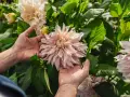 Händer som varsamt håller en stor, ljusrosa dalia blomma bland gröna blad.