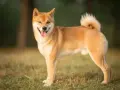 Uśmiechnięty shiba inu stoi na trawie, z ogonem zakręconym w charakterystyczny sposób.