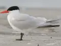 Rybitwa wielkodzioba z czarną czapeczką i pomarańczowym dziobem stoi na piasku.