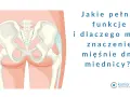 Anatomia miednicy z zaznaczonymi mięśniami dna miednicy. Pytanie: Jakie pełnią funkcje i dlaczego mają znaczenie mięśnie dna miednicy?