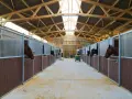 Cheval curieux dans sa stalle, dans une écurie moderne offrant une stabulation libre spacieuse et lumineuse.