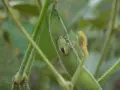 Un insecto verde con marcas rojas y negras, una de las chinches de campo, descansa sobre una vaina de soja peluda.