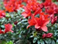 Rojo vibrante de azaleas en flor, con detalles de sus pétalos y hojas verdes. Consejos para sus azalea cuidados.