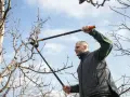 Man beskär bigarråträd med en lång grensax mot en blå himmel.