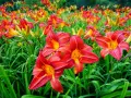 Ein Feld voller leuchtend roter und gelber Taglilien. Der ideale Taglilien Standort ist sonnig, um diese Blütenpracht zu genießen.