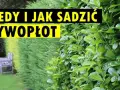 Jak sadzić żywopłot, aby uniknąć błędów i cieszyć się pięknem roślin