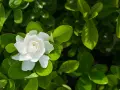 A single white gardenia flower blooms amidst lush green leaves, hinting at its potential gardenia flower benefits for skin.