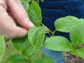 Jaki nawóz do mini kiwi? Odkryj tajniki skutecznego nawożenia