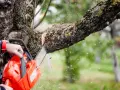 Jakie są limity średnicy drzewa do wycięcia bez zezwolenia w Polsce?