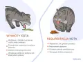 Ilustracja pokazuje dwa koty: jeden wymiotuje, drugi regurgituje. Objawy umierającego kota mogą być podobne, ale te ilustracje pokazują różnice między wymiotami a regurgitacją.