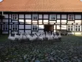 Stado gęsi przed zabytkowym budynkiem Muzeum Kultury Ludowej Pomorza w Swołowie.