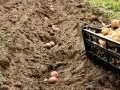 Semina patate in solchi, con una cassetta piena di tuberi pronti per la semina, seguendo i cicli lunari, luna calante o crescente.