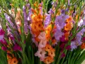 Un vibrante ramo de gladiolos en maceta, con flores en tonos naranja, lila, rosa y fucsia, iluminadas por el sol.