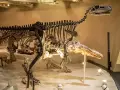 Szkielet dinozaura w muzeum w Londynie. Te prehistoryczne stworzenia budzą zachwyt.
