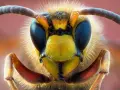 Niesamowity **tryb makro** ukazuje twarz osy z detalami: wielkie, czarne oczy, żółte i czarne paski, owłosione odnóża i czułki.