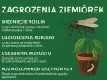 Ziemiórki, małe muszki w kwiatach, niszczą rośliny, uszkadzając korzenie i pędy, hamując wzrost i rozprzestrzeniając choroby grzybowe.