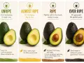 Avocados in verschiedenen Reifestadien: Unreif, fast reif, reif und überreif. So lässt man Avocados reifen.