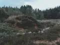 Kamienne kręgi ukryte wśród wrzosowisk i lasu, tworzące tajemniczy krajobraz.