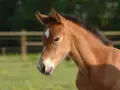 Un poulain brun clair, peut-être atteint de Rhodococcus equi, regarde avec curiosité. Son pelage est doux, sa crinière noire et une étoile blanche orne son front.