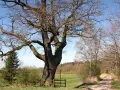 Potężny dąb, pomnik przyrody na prywatnej działce, rozpościera swe konary nad polną drogą.