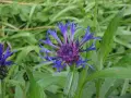 Eine leuchtend blaue Berg-Flockenblume entfaltet ihre zarten Blütenblätter vor einem Hintergrund aus sattgrünem Laub.